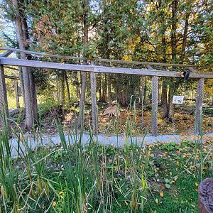 Miller Zoo - Gray wolf