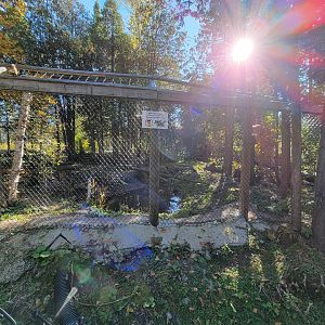 Miller Zoo - Gray wolf