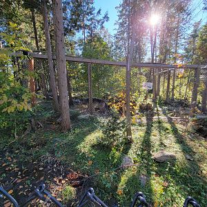 Miller Zoo - Gray wolf