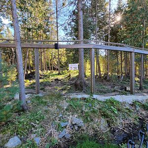 Miller Zoo - Gray wolf