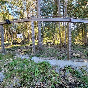 Miller Zoo - Gray wolf