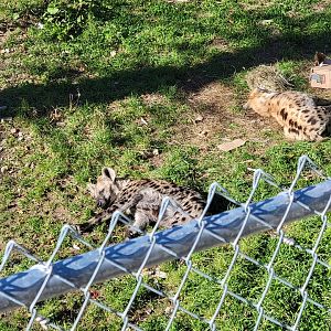 Miller Zoo - Spotted hyenas
