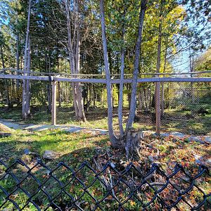 Miller Zoo - Gray wolves