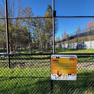 Miller Zoo - White lion