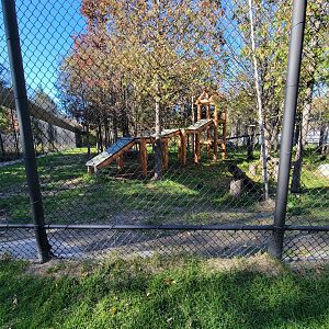 Miller Zoo - White lion