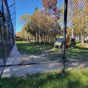 Miller Zoo - White lion