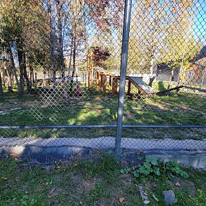 Miller Zoo - White lion
