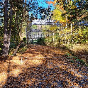 Miller Zoo - Back corner of white lion yard