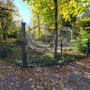 Miller Zoo - Unsigned/unseen, wolves maybe?