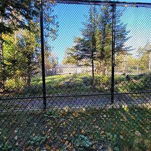 Miller Zoo - Lion and tiger mixed species yard