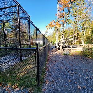 Miller Zoo - Lion and tiger mixed species yard