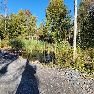 Miller Zoo - Small marshy area