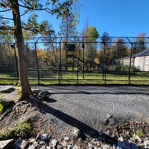 Miller Zoo - Lion and tiger mixed species yard