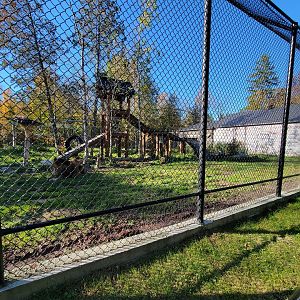 Miller Zoo - Lion and tiger mixed species yard