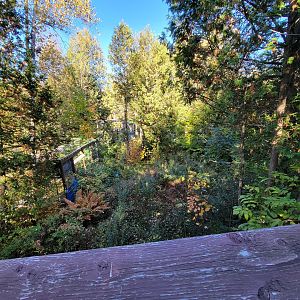 Miller Zoo - Striped skunk, northern raccoon, red fox, Arctic fox