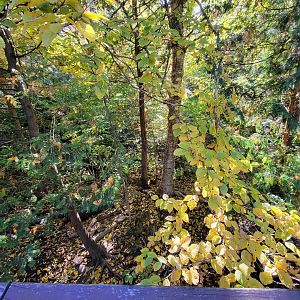 Miller Zoo - Striped skunk, northern raccoon, red fox, Arctic fox