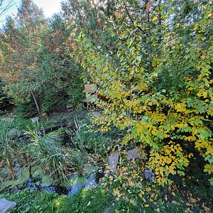 Miller Zoo - Striped skunk, northern raccoon, red fox, Arctic fox