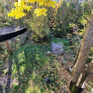 Miller Zoo - Striped skunk, northern raccoon, red fox, Arctic fox