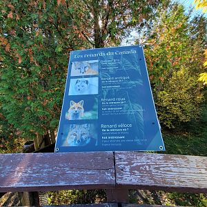 Miller Zoo - Foxes of Canada