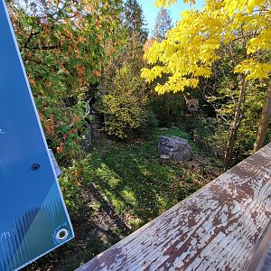 Miller Zoo - Striped skunk, northern raccoon, red fox, Arctic fox