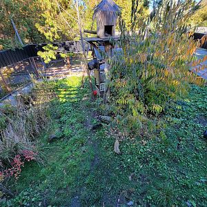 Miller Zoo - Coati (South American and white-nosed)