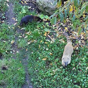 Miller Zoo - Coati (South American and white-nosed)