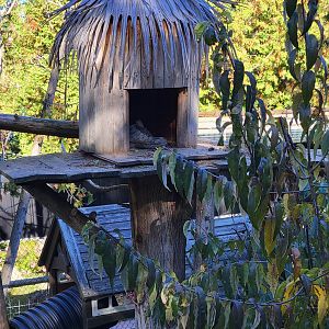Miller Zoo - A home for a shoe :) Coati (South American and white-nosed)