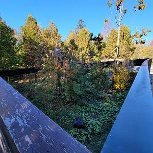 Miller Zoo - Coati (South American and white-nosed)
