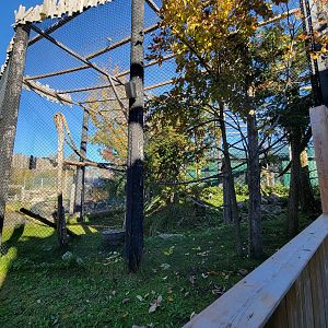 Miller Zoo - Black and white ruffed lemurs