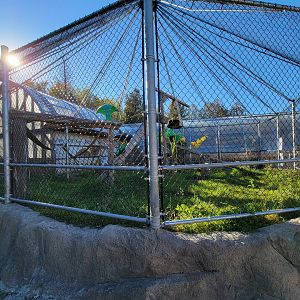 Miller Zoo - Ring-tailed lemurs