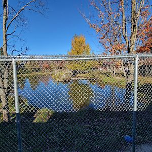 Miller Zoo - Kodiak bears from other side
