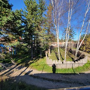 Miller Zoo - Back of potbelly pigs