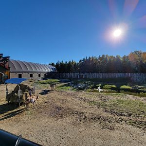 Miller Zoo - African savanna (Chapman's zebra, common eland, scimitar oryx)