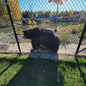 Miller Zoo - Kodiak bear