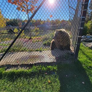 Miller Zoo - Kodiak bear