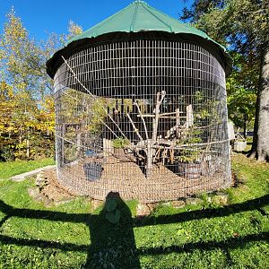 Miller Zoo - Unsigned common raven