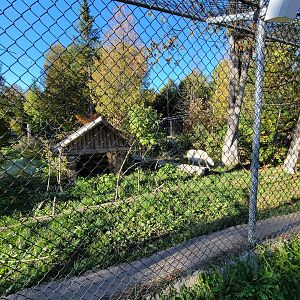 Miller Zoo - White wolf