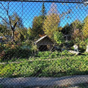 Miller Zoo - White wolf