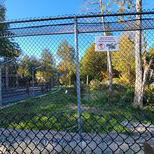 Miller Zoo - White wolf