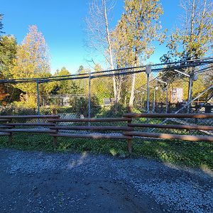 Miller Zoo - White wolf