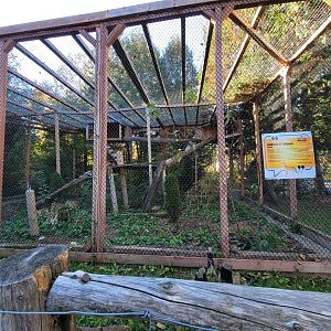 Miller Zoo - Servals