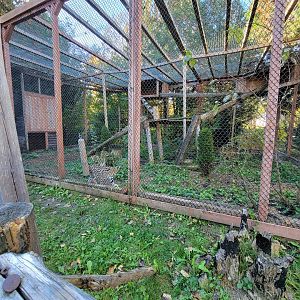 Miller Zoo - Servals
