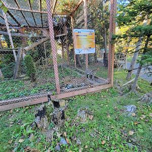 Miller Zoo - Servals