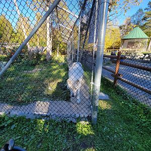 Miller Zoo - White wolf