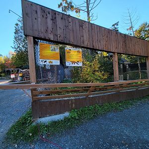 Miller Zoo - Coatis (South American and white-nosed)