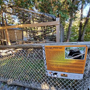 Miller Zoo - North American porcupine