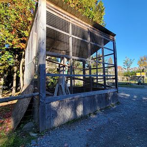 Miller Zoo - Some sort of hawk, red-tailed?