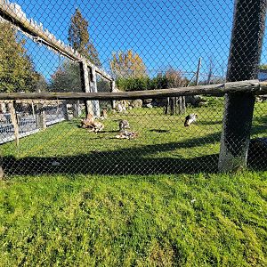 Miller Zoo - Australia