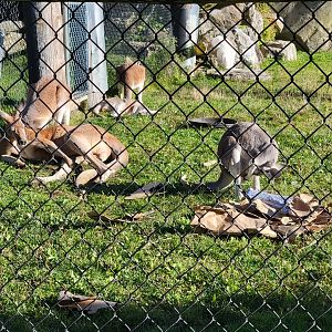 Miller Zoo - Australia