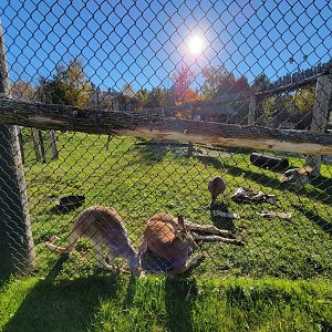 Miller Zoo - Australia